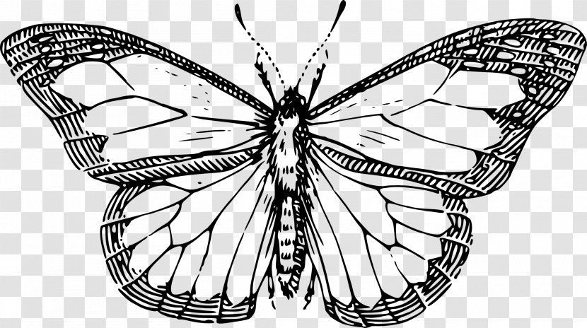Butterfly Insect Drawing Clip Art - Pollinator - Nautical Home Cliparts Transparent PNG