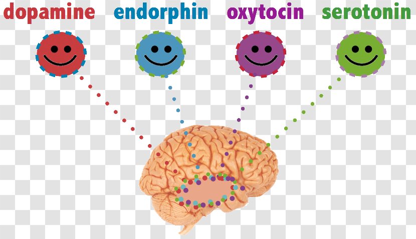 Meet Your Happy Chemicals: Dopamine, Endorphin, Oxytocin, Serotonin Happiness Chemistry Endorphins - Brain Transparent PNG