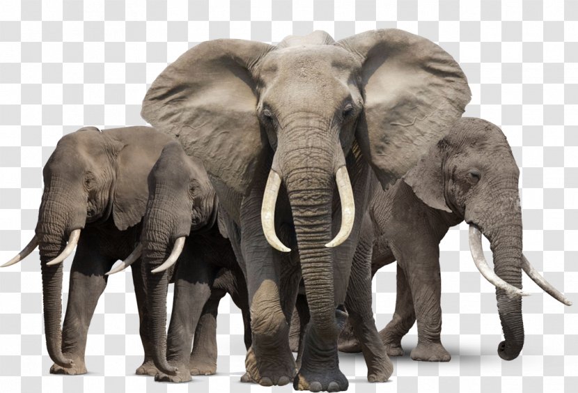 African Bush Elephant Asian Forest - Indian - HD Transparent PNG