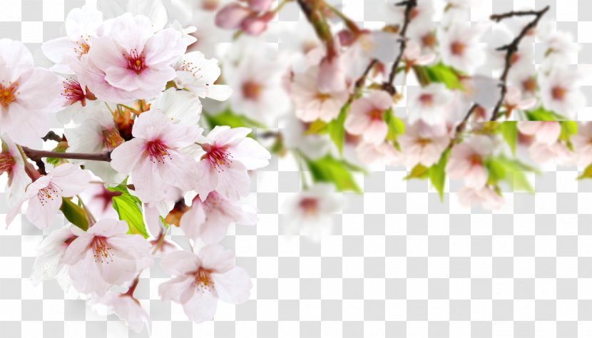 Page Layout - Cherry Blossom - A Bunch Of Peach Transparent PNG
