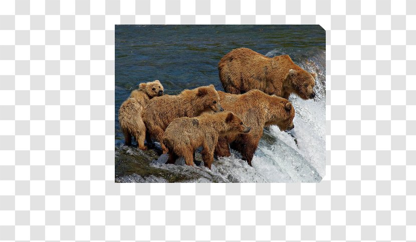 Grizzly Bear Polar Camping Campsite - Brown Book Transparent PNG