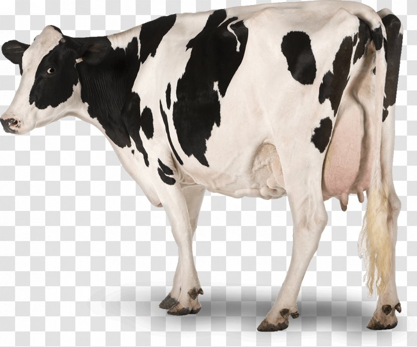 Holstein Friesian Cattle Dairy Sheep Livestock Cheese - Animal Figure - Clarabelle Cow Transparent PNG