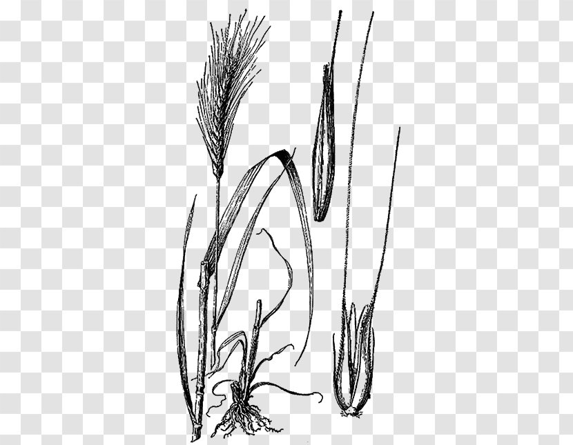 Rye Cereal Grain Plants Agriculture - Drawing - Arrowgrass Sedge Family Transparent PNG