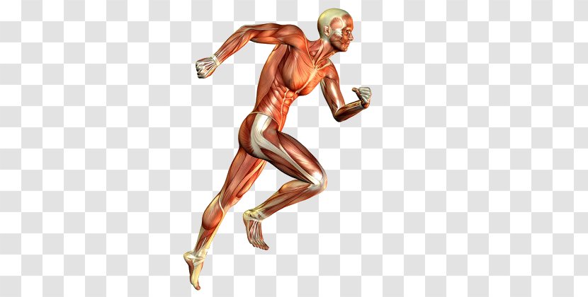 Skeletal Muscle Muscular System Human Body Running - Tissue Transparent PNG