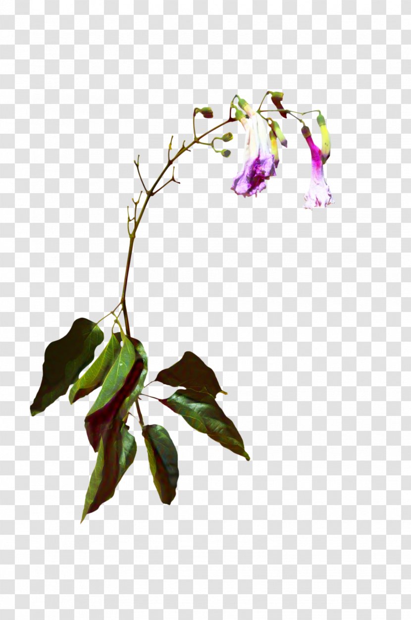 Orchid Flower - Moth - Dendrobium Transparent PNG