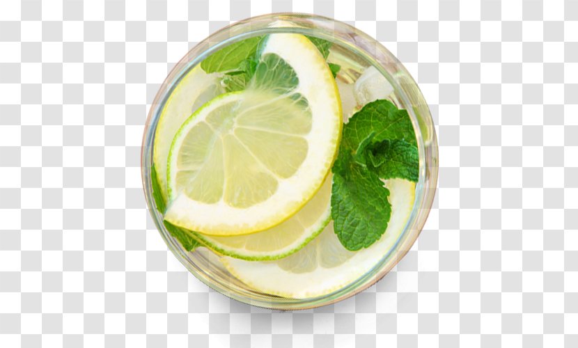 Lemon Balm Beebalm Water Ionizer Alkaline Diet - Tea - Verre Transparent PNG