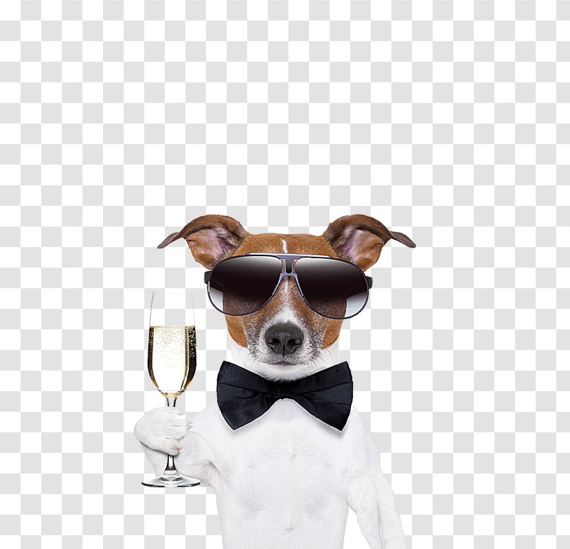 French Bulldog Pug Cocktail Martini Puppy - Rat Terrier - White Male Dogs Toast Transparent PNG