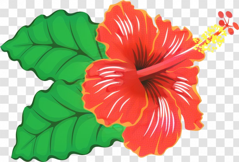 Shoeblackplant Flower Plants Hawaiian Hibiscus Botany - Herbaceous Plant Transparent PNG