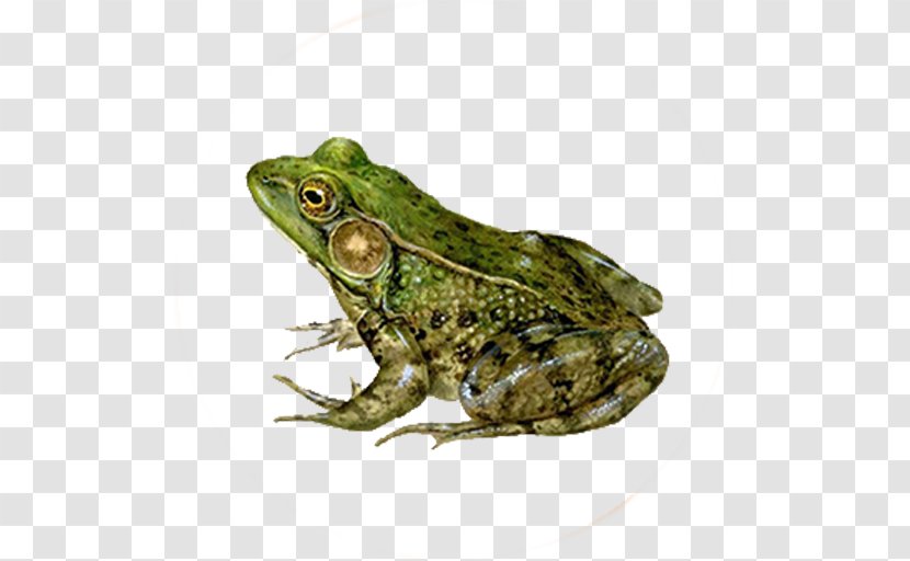 American Green Tree Frog Amphibian Lithobates Clamitans - Bullfrog Transparent PNG