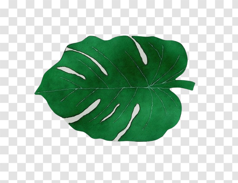 Leaf Green Plant Flower Morning Glory Transparent PNG