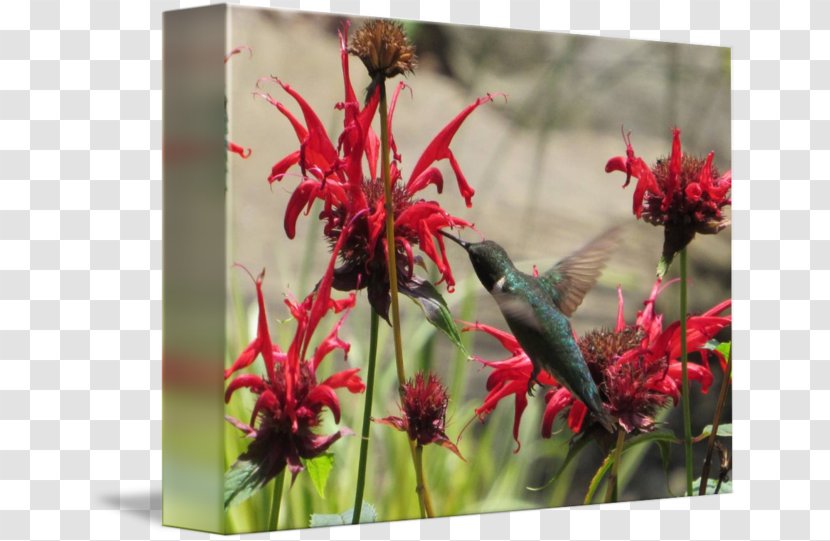 Flora Fauna Hummingbird M Flowering Plant Wildflower - Beak - Watercolor Transparent PNG