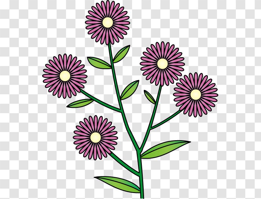 Common Daisy Chrysanthemum Floral Design Clip Art Flower - Floristry - Aster Transparent PNG