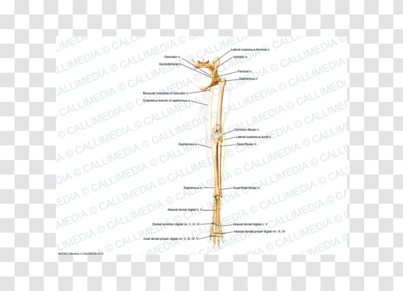 Insect Twig Line Plant Stem Angle - Tree Transparent PNG