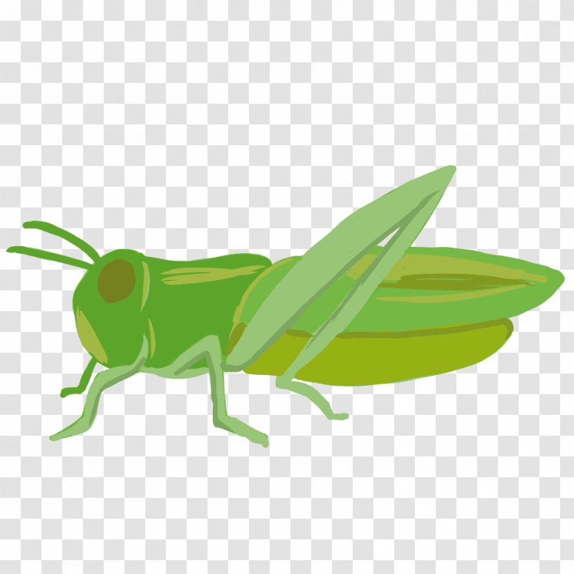 Insect Locust Caelifera Clip Art - Green Transparent PNG