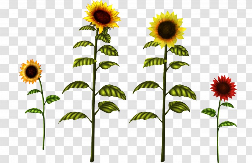 Common Sunflower Drawing Clip Art - Flower Transparent PNG