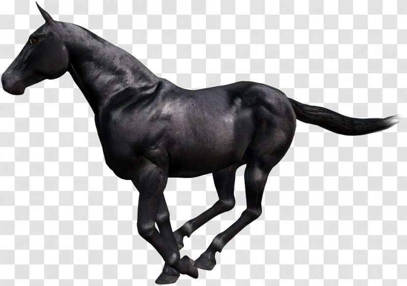 Gallop Animaatio Paso Fino - Mustang Horse - Mare Transparent PNG