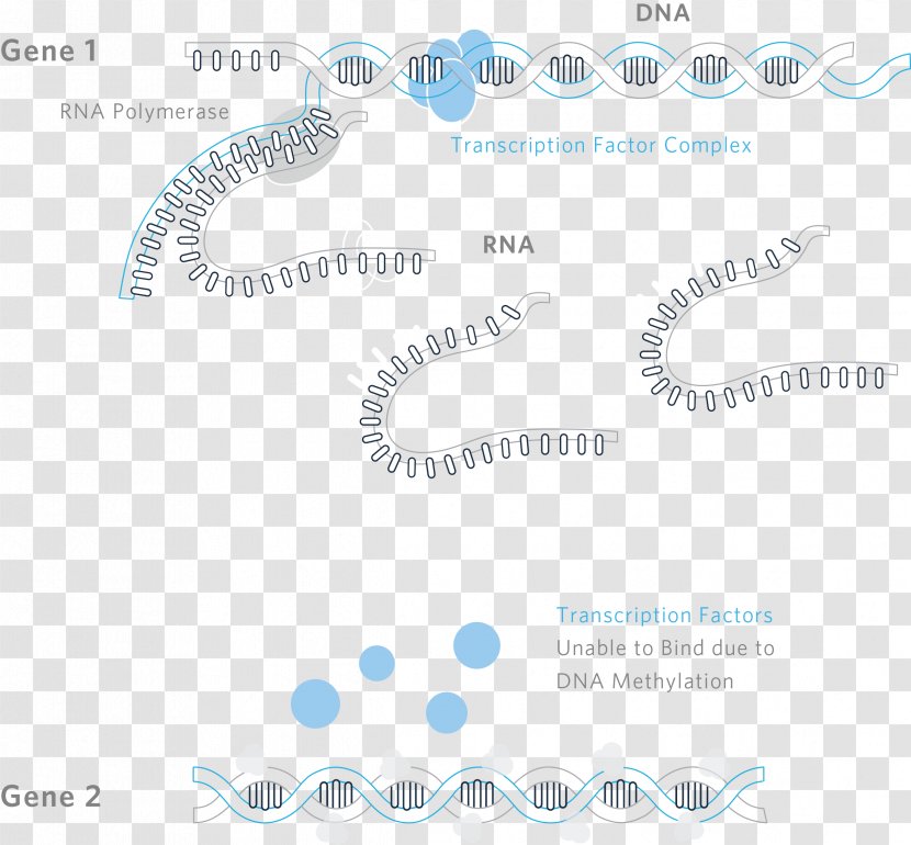 Transcription Factor DNA Methylation RNA - Agouti Illustration Transparent PNG