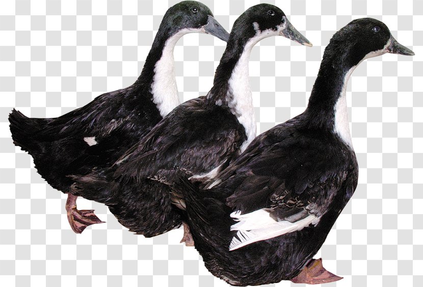 Duck Download - Ducks Geese And Swans Transparent PNG
