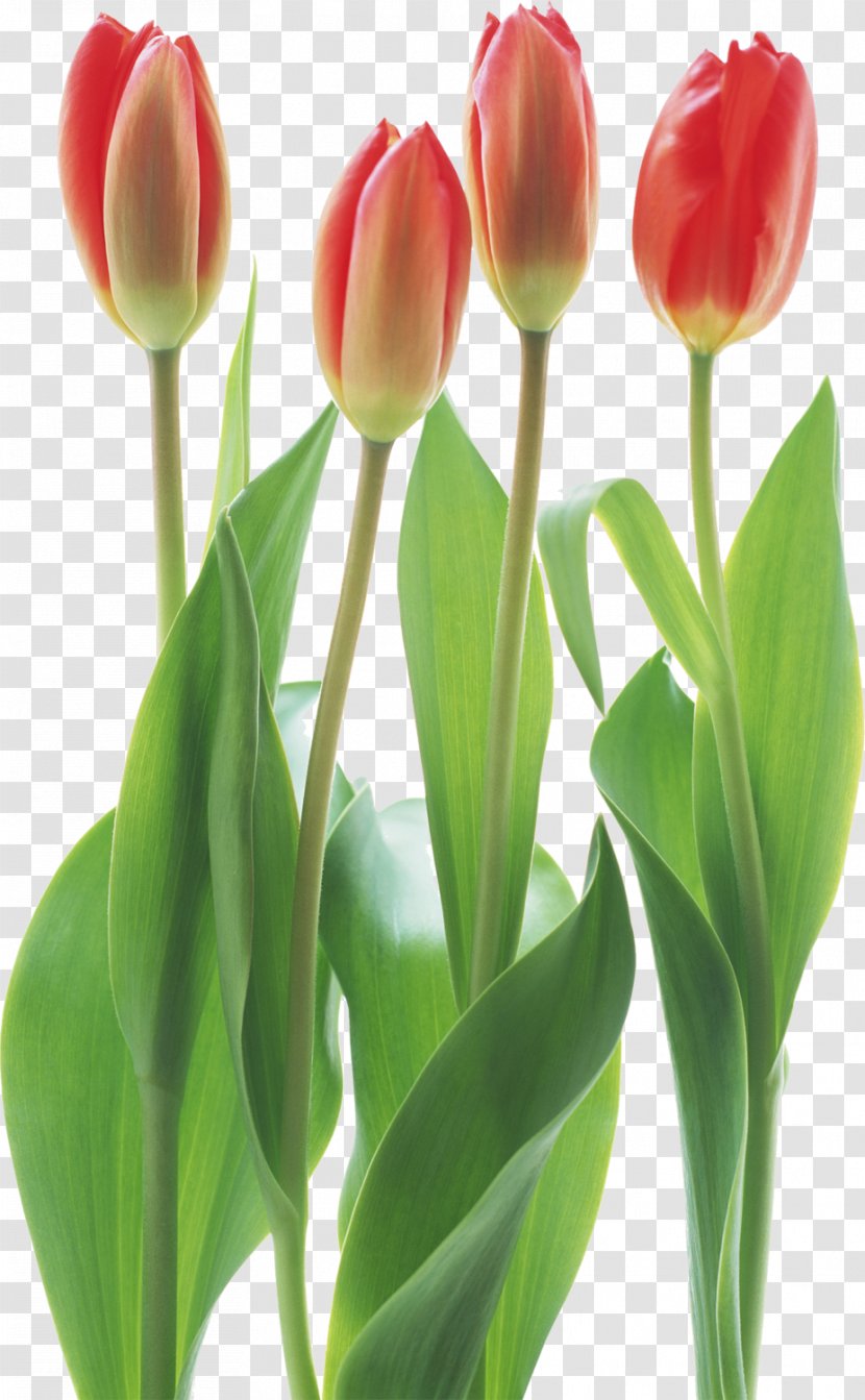 Tulip Cut Flowers Floristry - Petal Transparent PNG