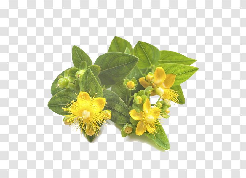 Perforate St John's-wort Herbal Distillate Stock Photography - Hypericum - Green Garden Transparent PNG