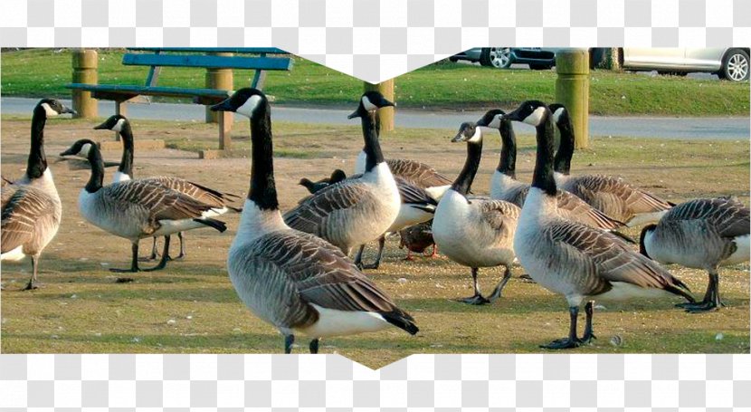 Canada Goose Duck Westerville Ohio Geese Control - Water Bird Transparent PNG