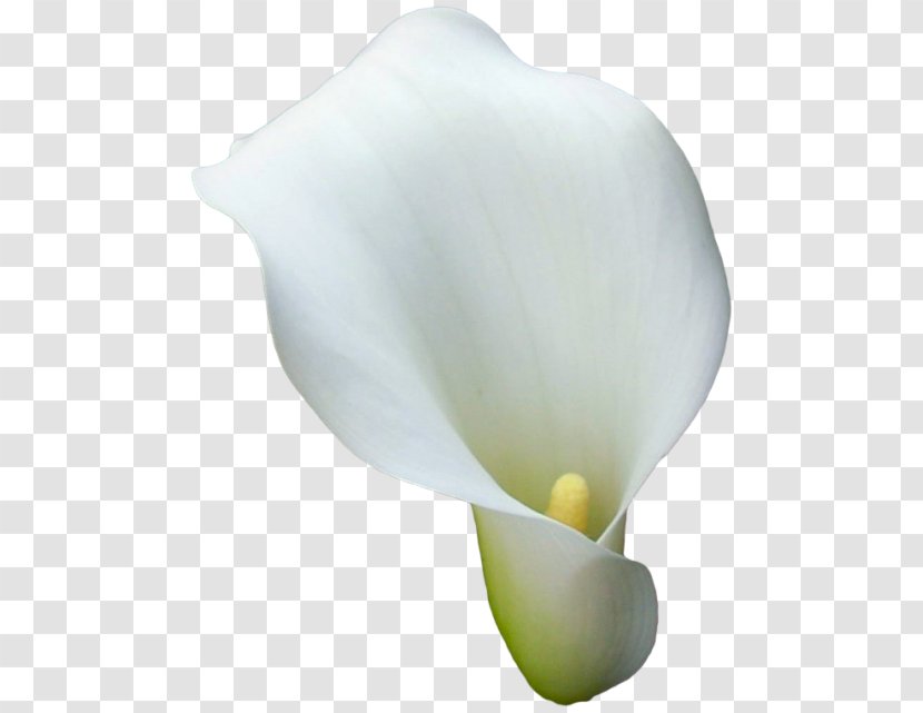 Arum-lily Flower Arum Lilies Callalily - Calas Transparent PNG