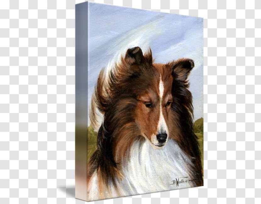 Rough Collie Shetland Sheepdog Scotch Dog Breed Old English - Printmaking Transparent PNG