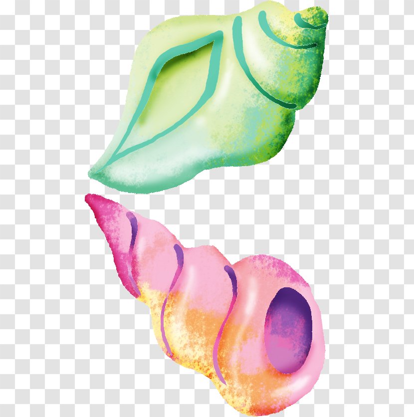 Seashell Conch Sea Snail - Hand-painted Transparent PNG
