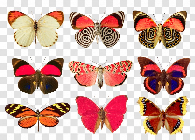 Monarch Butterfly Moth - Arthropod Transparent PNG