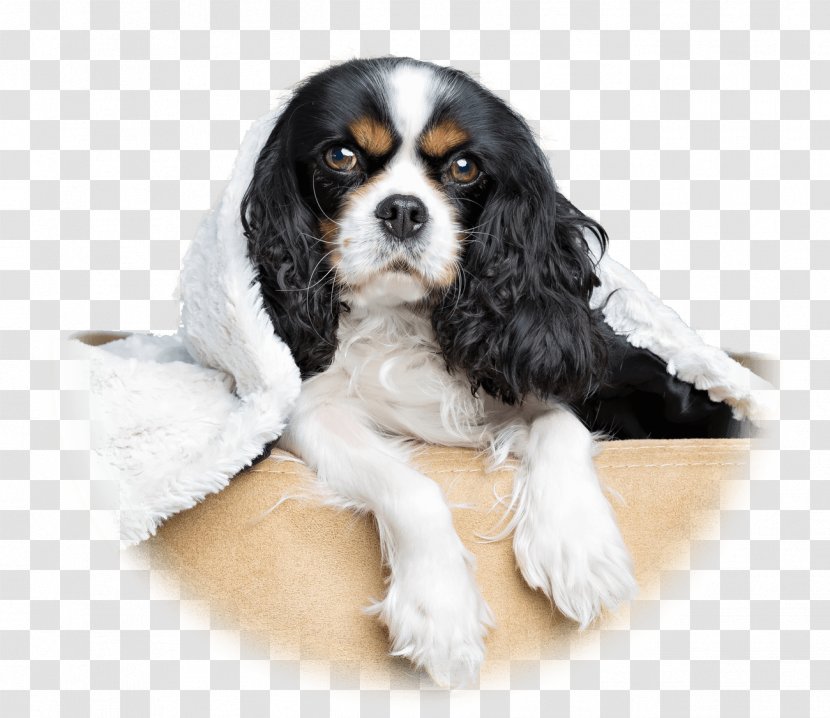Cavalier King Charles Spaniel Puppy DOG SALON LULUNCHI/ドッグサロンルルンチ Dog Breed Transparent PNG