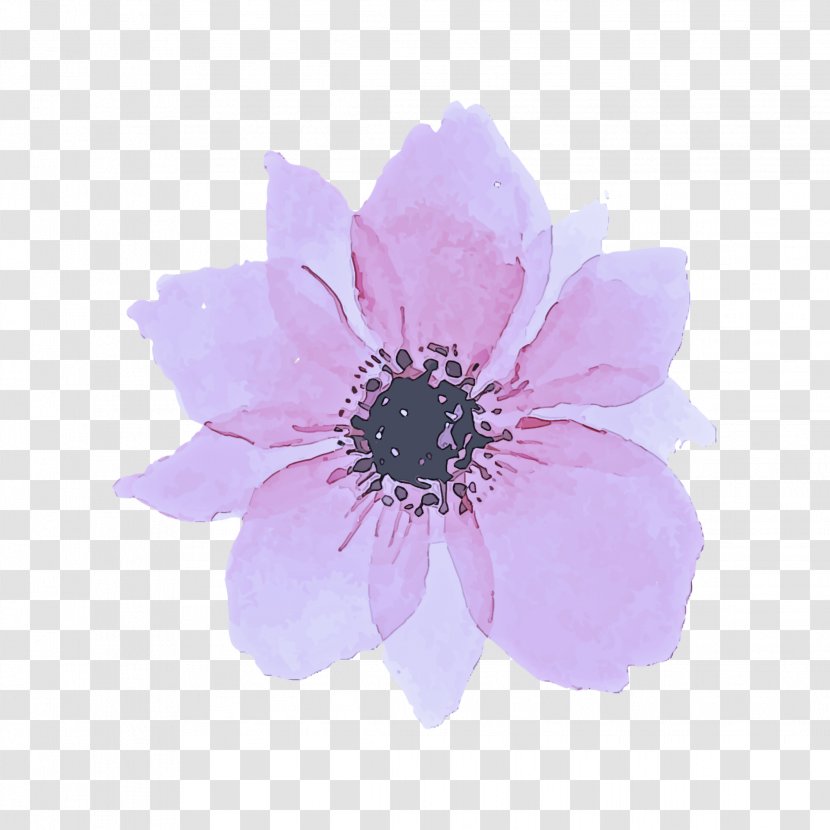 Petal Flower Violet Plant Pink - Purple - Wildflower African Daisy Transparent PNG