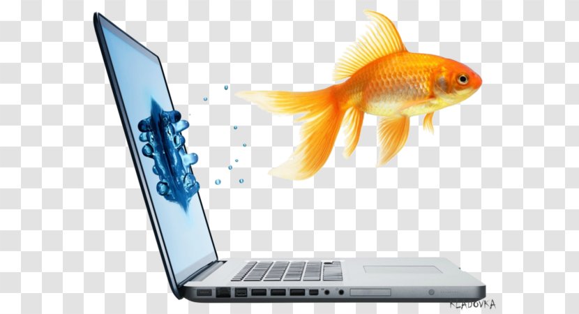 Laptop Computer Monitors Hewlett-Packard Responsive Web Design - Advertising - Jumping Fish Transparent PNG