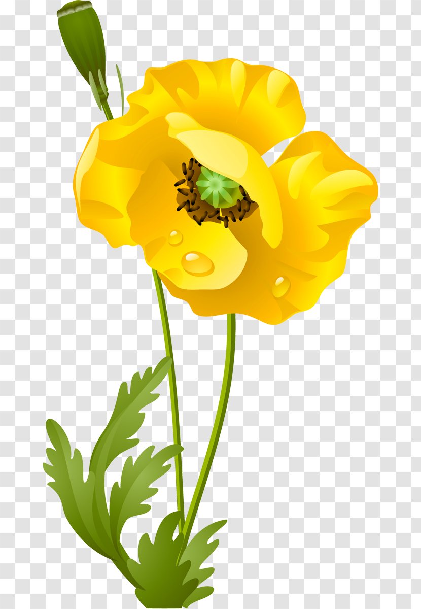 Poppy Plant Stem Cut Flowers - Flower Transparent PNG