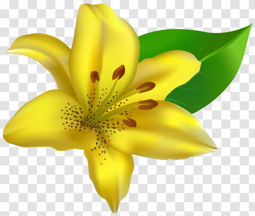 Lilium Clip Art - Cut Flowers - Yellow Transparent Image Transparent PNG