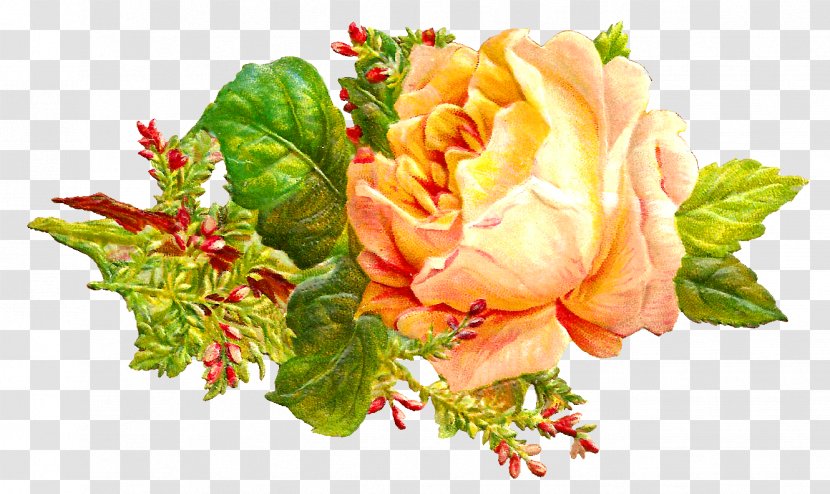 Garden Roses Centifolia Cut Flowers Floral Design - Rosa - Flower Transparent PNG