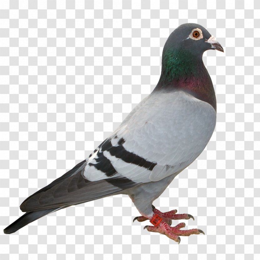 Humour Homing Pigeon Panel Vignette Stock Dove - Bird - Yucca Transparent PNG
