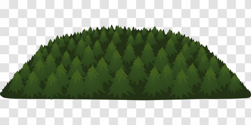 Temperate Coniferous Forest Tree - Wood Transparent PNG