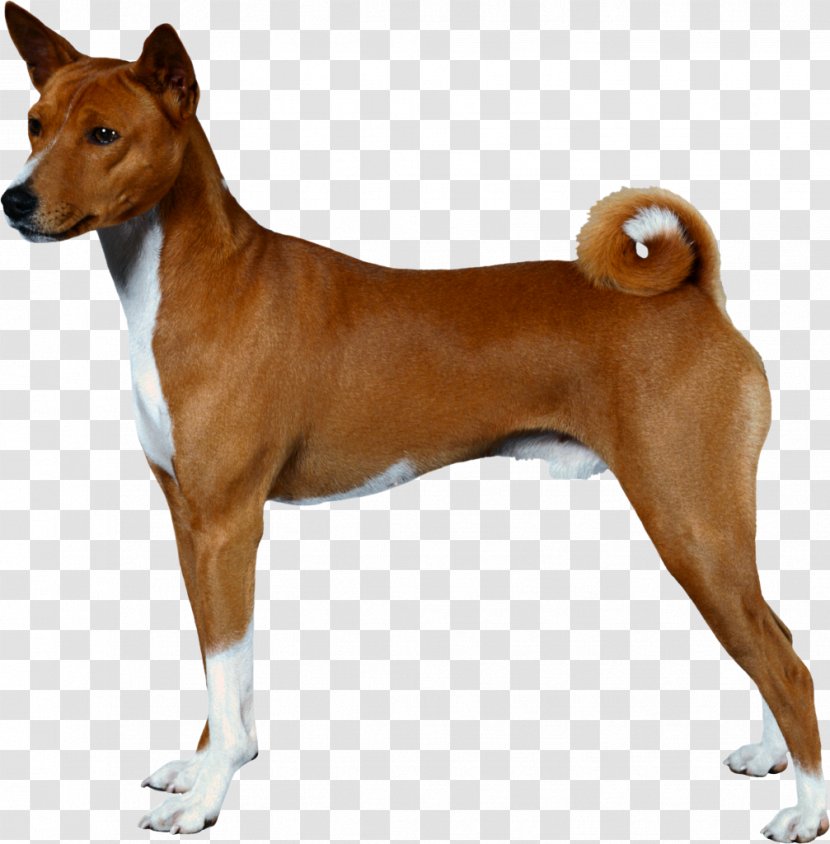American Pit Bull Terrier Staffordshire - Kennel Club - Dogs Transparent PNG