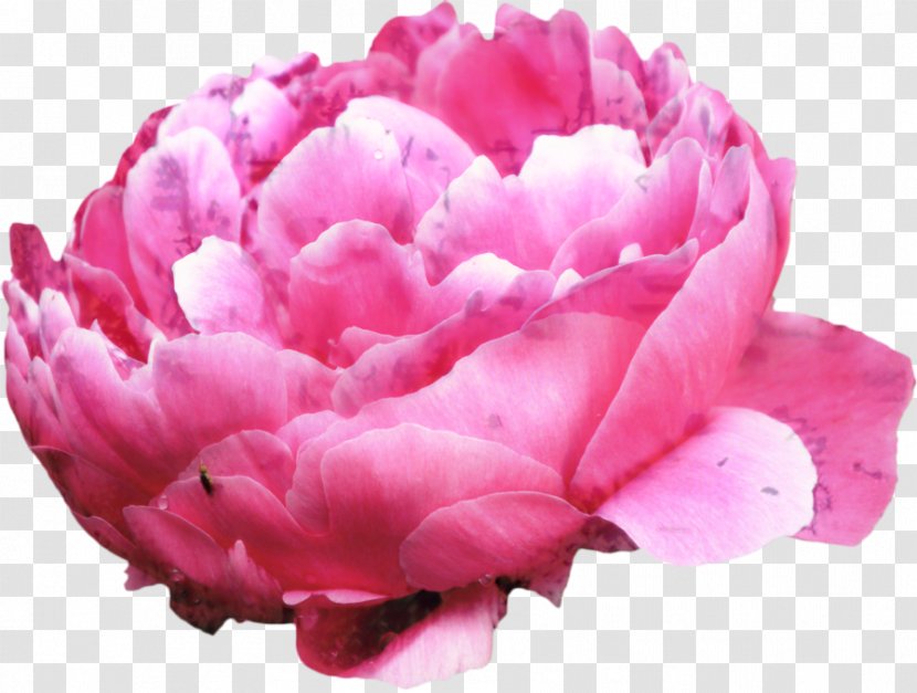 Flowers Background - Petal - Pink Family Magenta Transparent PNG