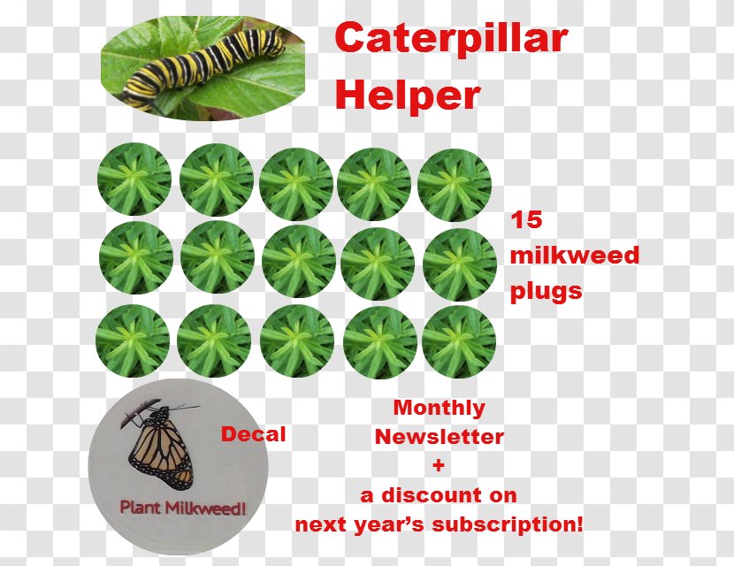 Html Insect - Wildlife Plant Transparent PNG