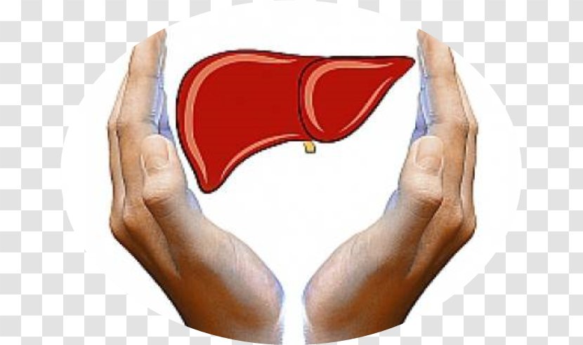 Liver Failure Health Food Toxin - Cartoon Transparent PNG
