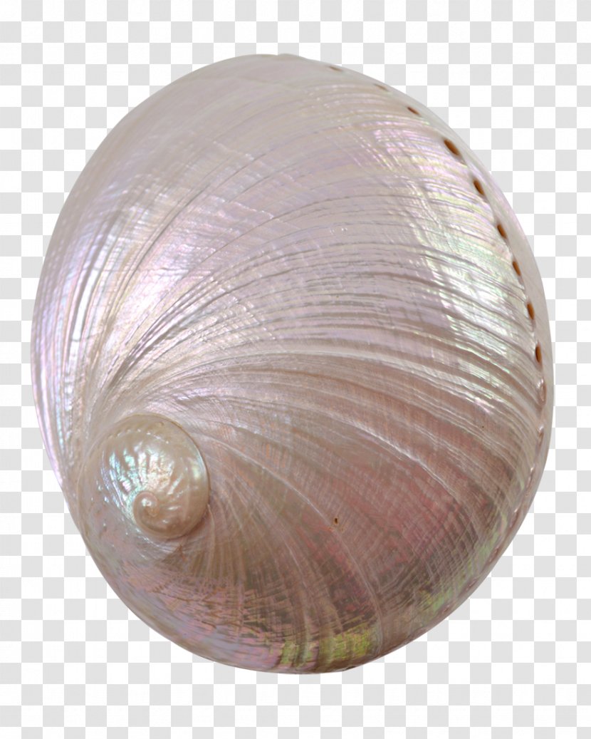 The Seashell Company Red Abalone Haliotis Fulgens - Cockle - Shell Pearl Transparent PNG