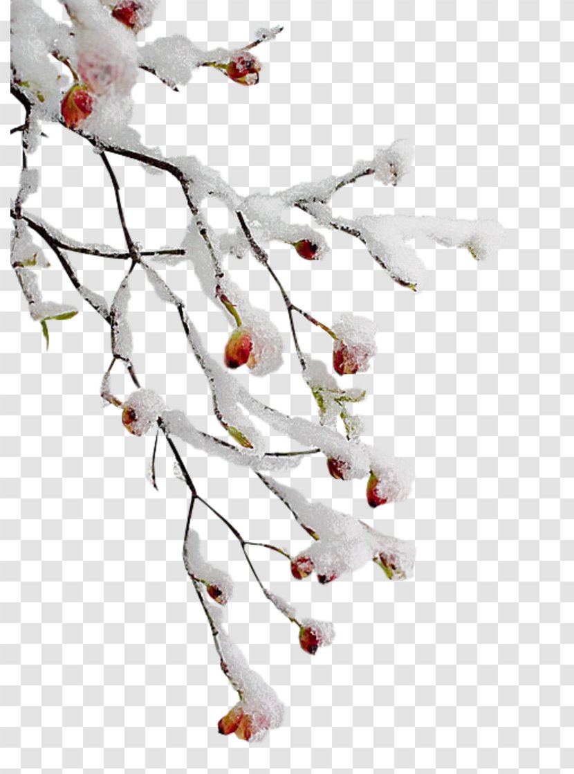 Clip Art GIF Image Branch - Leaf - Winter Branches Transparent PNG