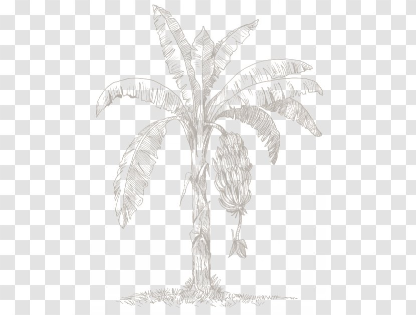 Black & White - Coconut - M Sketch Arecales LeafDominican Republic Exports Products Transparent PNG
