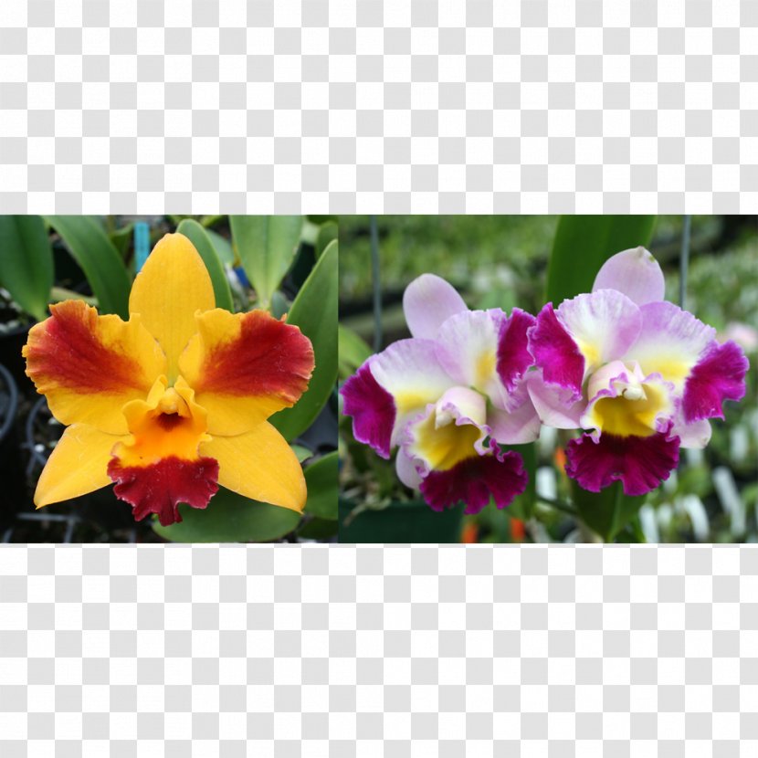 Cattleya Orchids Dendrophylax Lindenii Laboratory Flasks - Pansy - PARADİSE Transparent PNG