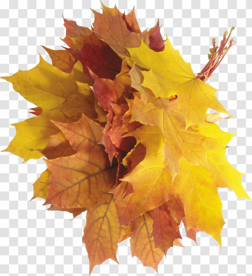 Autumn Leaf Color - Clipping Path - Leaves Transparent PNG