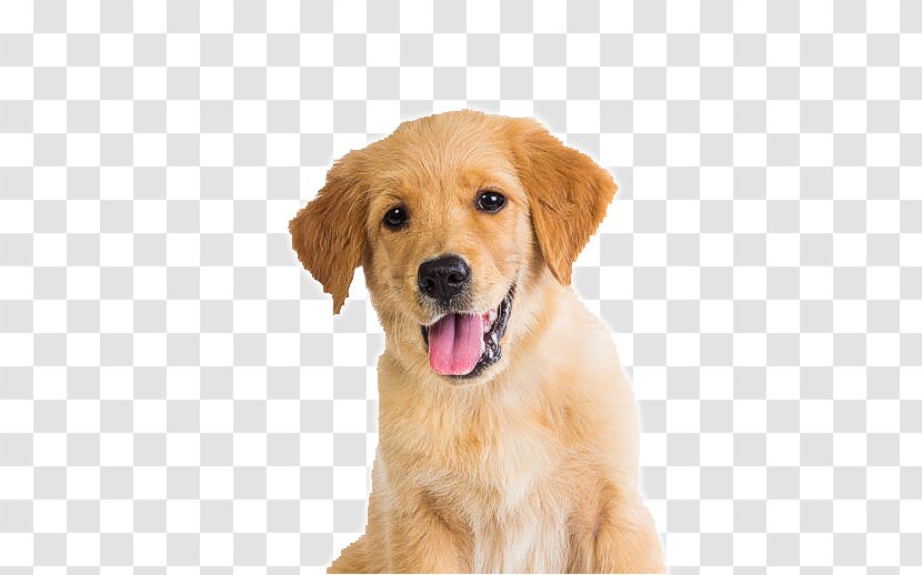 Golden Retriever Puppy Dog Breed Pet Companion - Kitten Transparent PNG