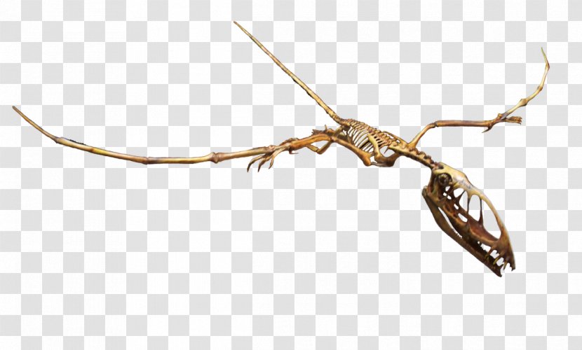 Dimorphodon Rocky Mountain Dinosaur Resource Center Archaeopteryx Pterodactyls Peteinosaurus - Twig - FLIGHT Transparent PNG