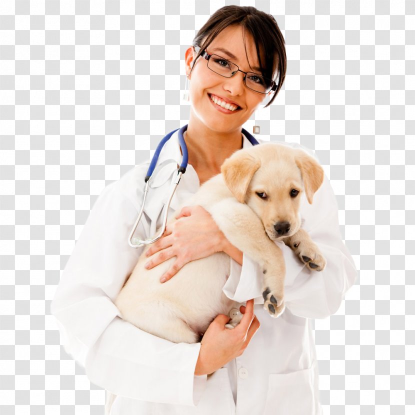 Dog Cat Pet Veterinarian Physician - Service - The Beauty Doctor Holds Transparent PNG