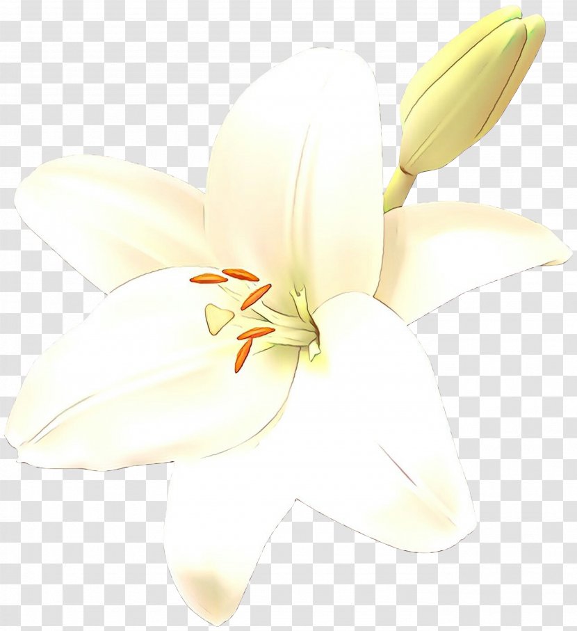 Cut Flowers Lily M - Botany - White Transparent PNG